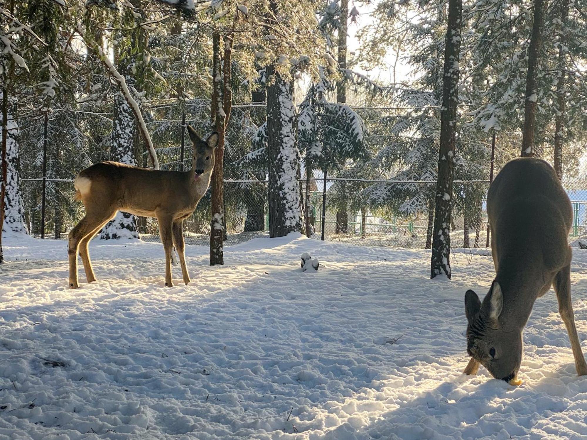 Санаторій Червона Калина Zhobryn Экстерьер фото